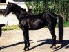 stallion Dragun (Trakehner, 1981, from Galop)