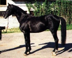 stallion Dragun (Trakehner, 1981, from Galop)