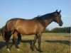 broodmare Ofelija (Russian Trakehner,  , from Palladium 105 FIN)