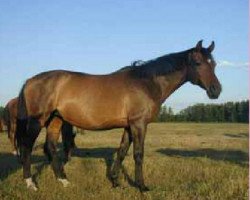 broodmare Ofelija (Russian Trakehner,  , from Palladium 105 FIN)