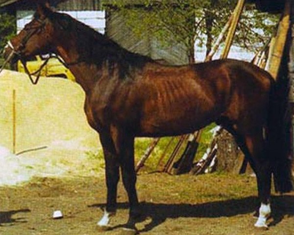 Deckhengst Eagle Pass (Russisch Trakehner, 1998, von Palladium 105 FIN)