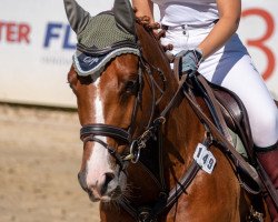 Springpferd Fukano Flammentanz (Deutsches Sportpferd, 2015, von Feuerball 78)