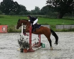 jumper Conny J. (German Sport Horse, 2005, from Collini)