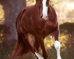 dressage horse Samson 515 (German Sport Horse, 2010, from Syltus)