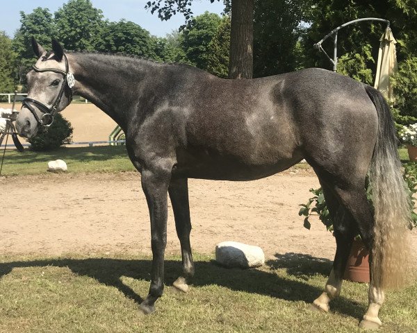 broodmare Mia Bellissima L (German Riding Pony, 2016, from SF Detroit)