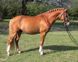 dressage horse Djabbadou J (German Riding Pony, 2017, from Diamond Touch NRW)