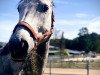 dressage horse Condor 614 (Oldenburg, 2013, from Calido I)