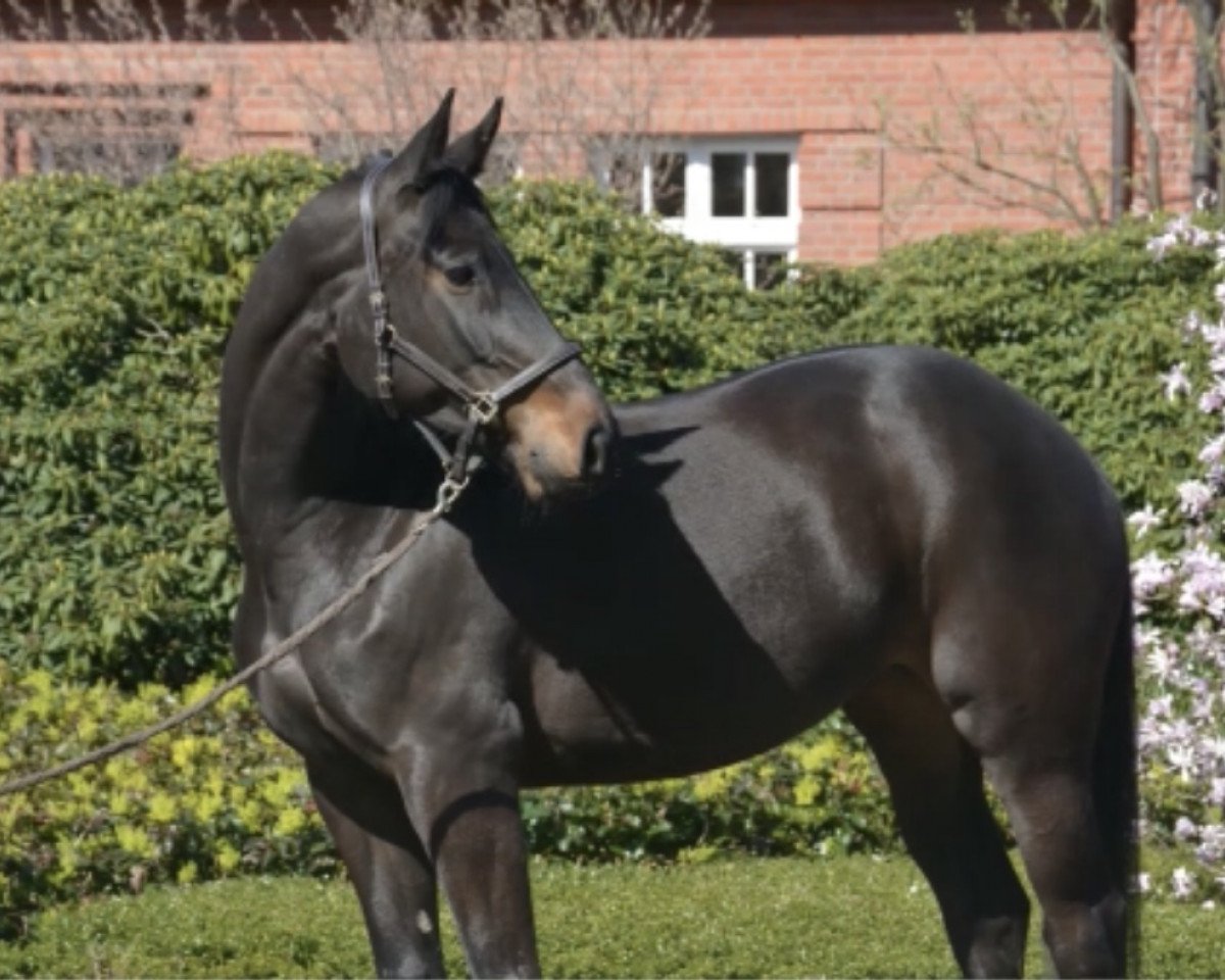 jumper Delphi's Choice (Oldenburg show jumper, 2013, from Diarado)