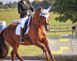 dressage horse Berlinale (Bavarian, 2003, from Don Rubin 3)