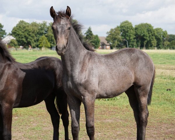 dressage horse Saphira (Oldenburg, 2020, from De Royal)