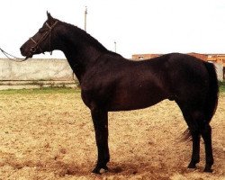 stallion Haus (Russian Trakehner,  , from Sapros)