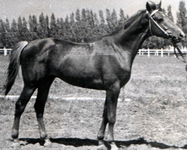 stallion Trotil (Trakehner, 1975, from Tok II)