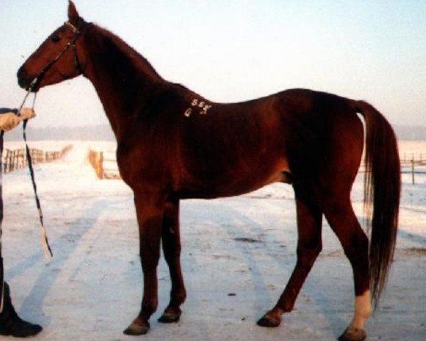 stallion Trostnik (Russian Trakehner, 1980, from Trotil)