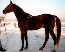 Deckhengst Trostnik (Russisch Trakehner, 1980, von Trotil)