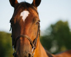 broodmare Quite Halma (Holsteiner, 2004, from Quite Capitol)