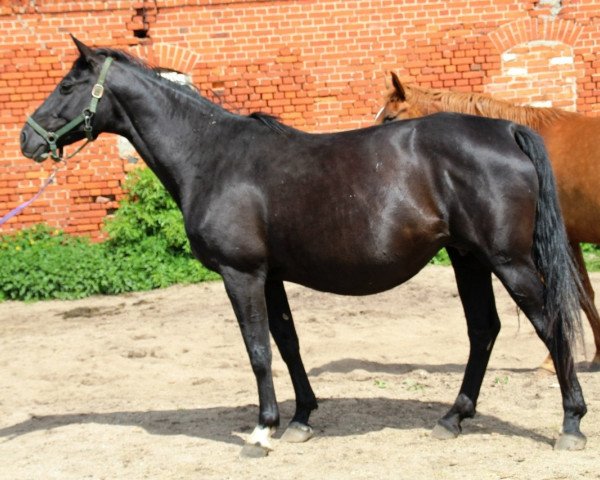 broodmare Hatuna (Russian Trakehner, 2003, from Trostnik)