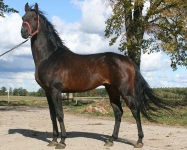 stallion Tutmos (Russian Trakehner,  , from Trostnik)