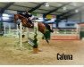 jumper Caluna 30 (German Warmblood, 2010)