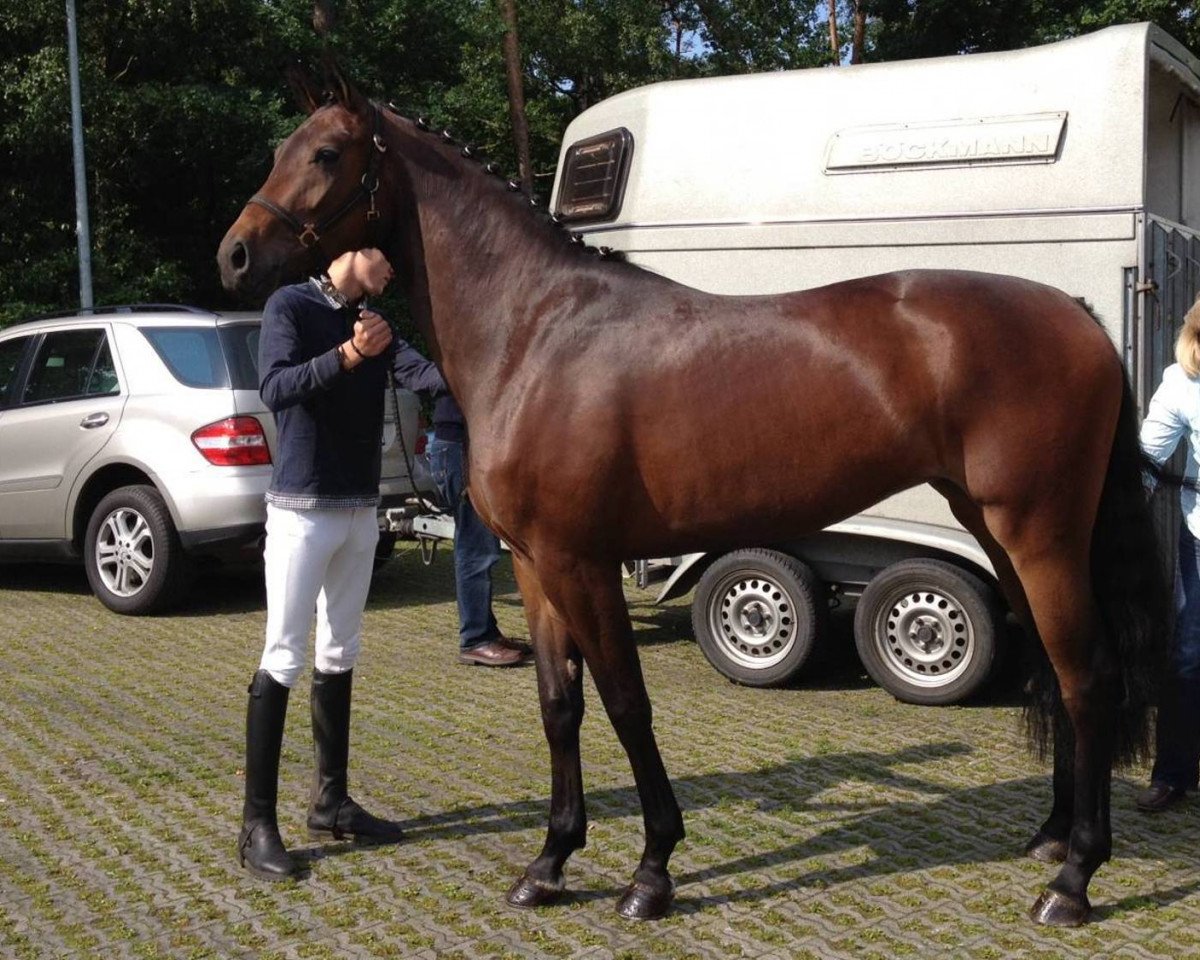 broodmare Mocca (Oldenburg, 2009, from Fürst Romancier)