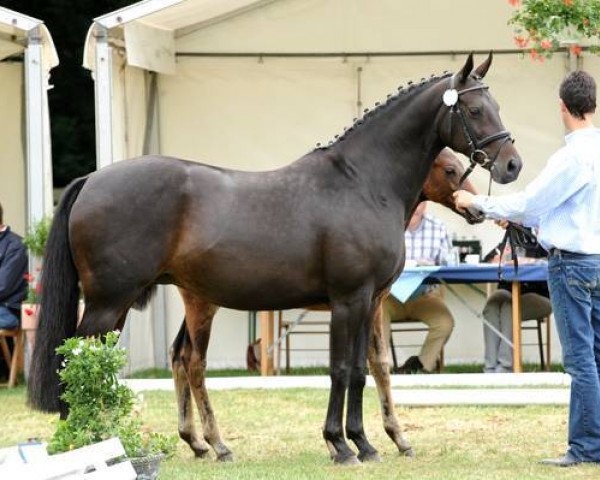 broodmare Marrakech 3 (Oldenburg, 1998, from Lafitte)