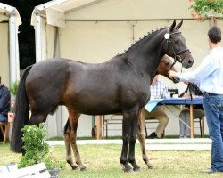 broodmare Marrakech 3 (Oldenburg, 1998, from Lafitte)