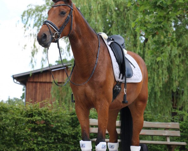 dressage horse Catoo's Elise (Holsteiner, 2012, from Catoo)