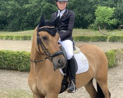 dressage horse Discovery P (German Riding Pony, 2015, from Darubi Gold)