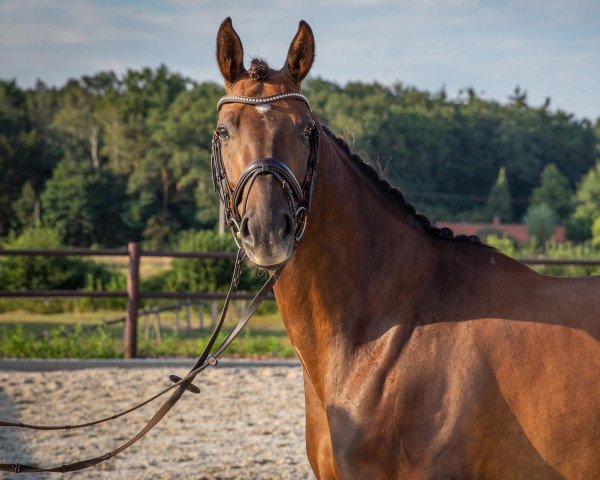 Springpferd Donna Be Friendly (Hannoveraner, 2015, von Don Frederic 3)