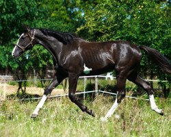 broodmare Rubina (Oldenburg show jumper, 2019, from Balou du Rouet)