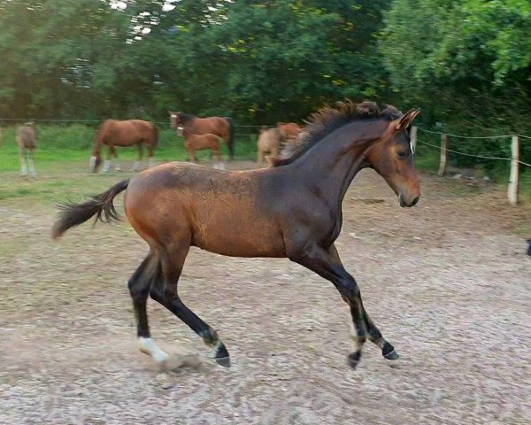 dressage horse Hengst von High Motion x De Niro (Oldenburg, 2019, from High Motion 2)