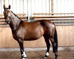 dressage horse Dancing Queen (Rhinelander, 2016, from Don Romanov)