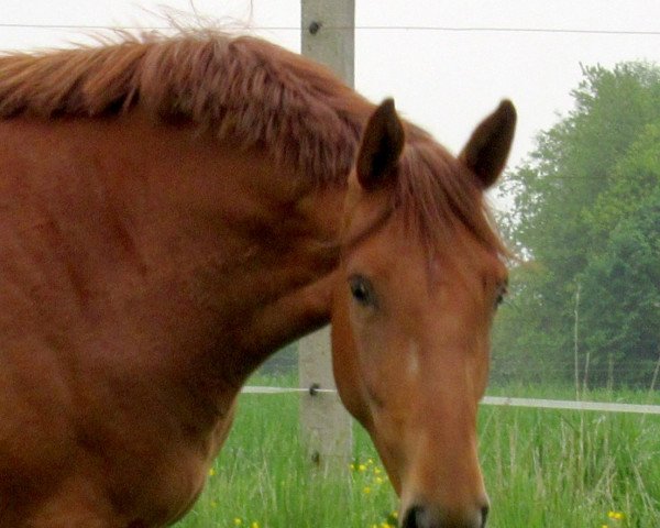 broodmare Lalaith (Holsteiner, 2018, from Manchester van't Paradijs)