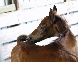 jumper Risshalah (Shagya Arabian, 2020, from Bahrain von Ludwigsburg ShA)