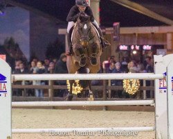 jumper Idalgo van de Boslandhoeve (Belgian Warmblood, 2008, from Tangelo van de Zuuthoeve)