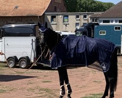 broodmare Caraya can fly (Hanoverian, 2015, from Cormint)