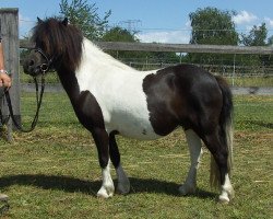 broodmare Silvie Agnetha (Shetland Pony, 2014, from Ambitie van de Zandkamp)