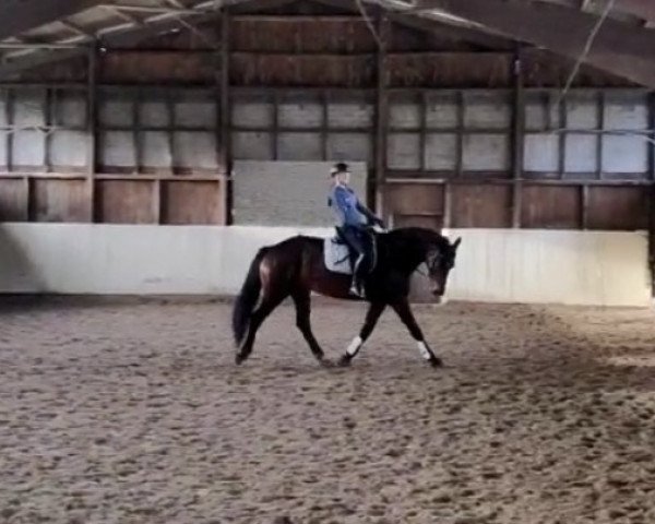 dressage horse Lucy 822 (German Warmblood, 2013, from Genesis)