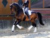 dressage horse Lucky Lou 26 (German Warmblood, 2012, from Luke)