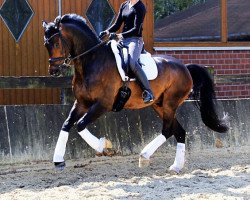 dressage horse Lucky Lou 26 (German Warmblood, 2012, from Luke)