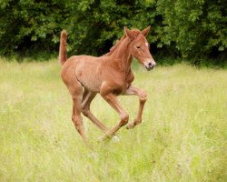 horse México Maria (Deutsches Reitpferd, 2020, from Manchester van't Paradijs)