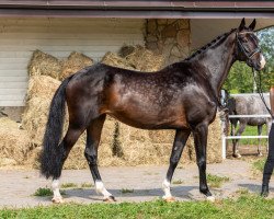 broodmare Edit Piaff (Russian Trakehner, 2013, from El-Ferrol)