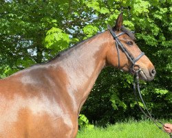 Pferd Asharia (Holsteiner, 2008, von Claudio)