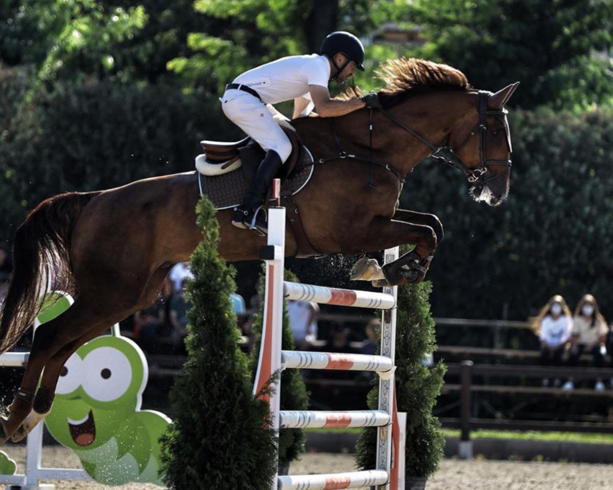 jumper Giruso H (KWPN (Royal Dutch Sporthorse), 2011, from Indoctro)