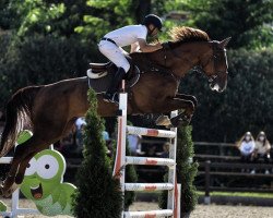 jumper Giruso H (KWPN (Royal Dutch Sporthorse), 2011, from Indoctro)