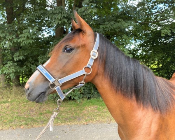 Zuchtstute Caramel Cookie (Deutsches Reitpony, 2019, von Steendieks Dschingis Khan)