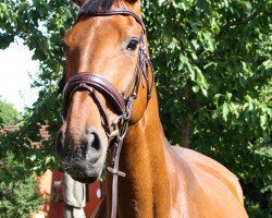 broodmare Chacco's Ingrid (Oldenburg, 2008, from Chacco-Blue)