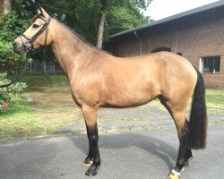 Dressurpferd Polly Pocket (Deutsches Reitpony, 2011, von FS Chambertin)