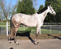 jumper Gut Oersdorfs Dirty Diana (Hanoverian, 2011, from Calido I)