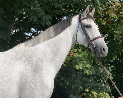 jumper Gut Oersdorfs Chevallou (Hanoverian, 2010, from Calido I)