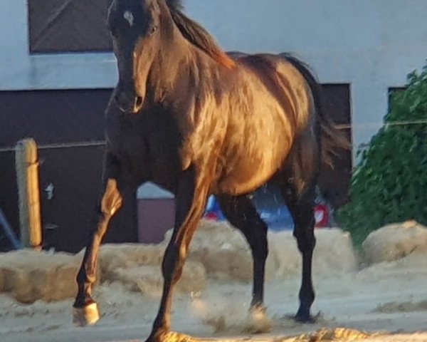 Pferd TX Best Custom Olena (Quarter Horse, 2019, von Spookeroo Blue Joker)
